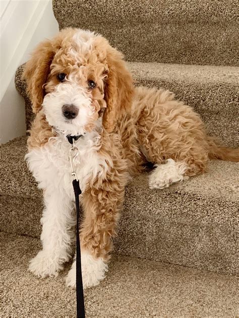 Red Bernedoodle Puppy